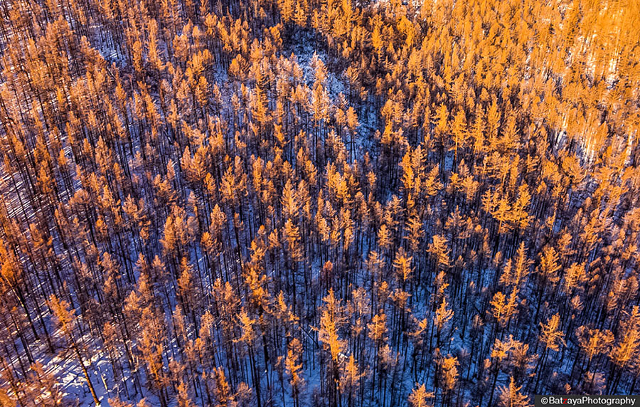 Forêt mongole vue du ciel