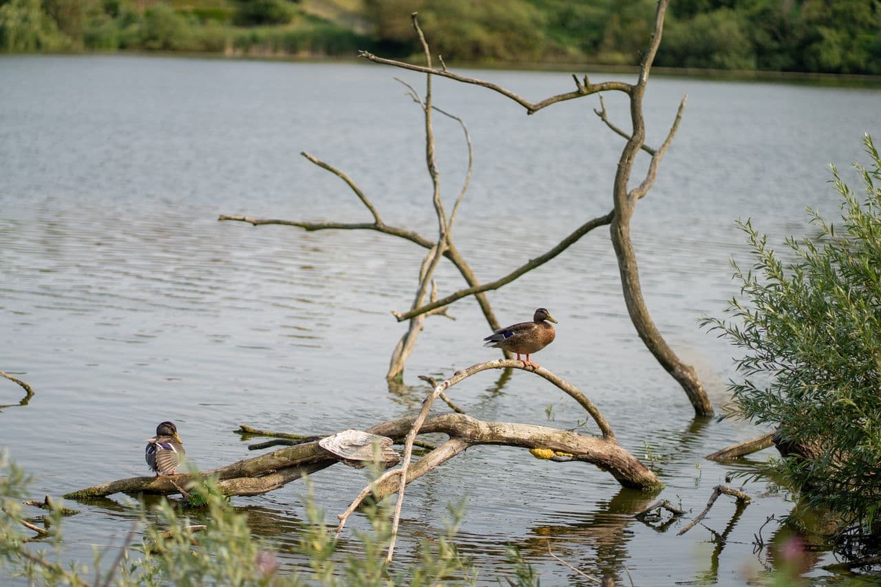 Lac Zuun