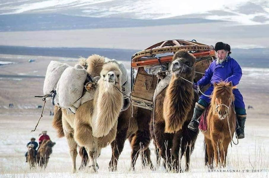 Le chameau mongol, au cœur de la culture et des efforts de préservation