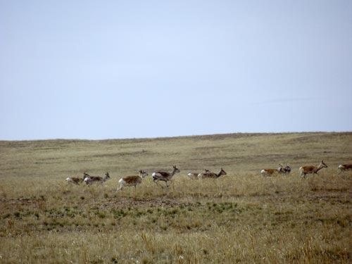 erdetsagaan-choibalsan-troupeau-gazelles