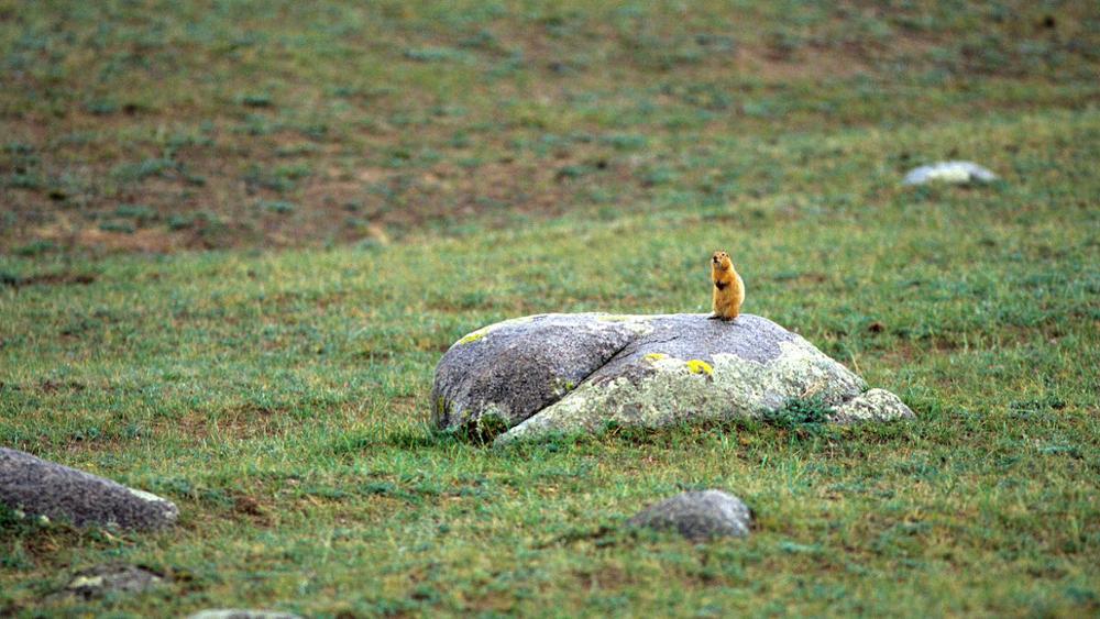Les animaux emblématiques de Mongolie