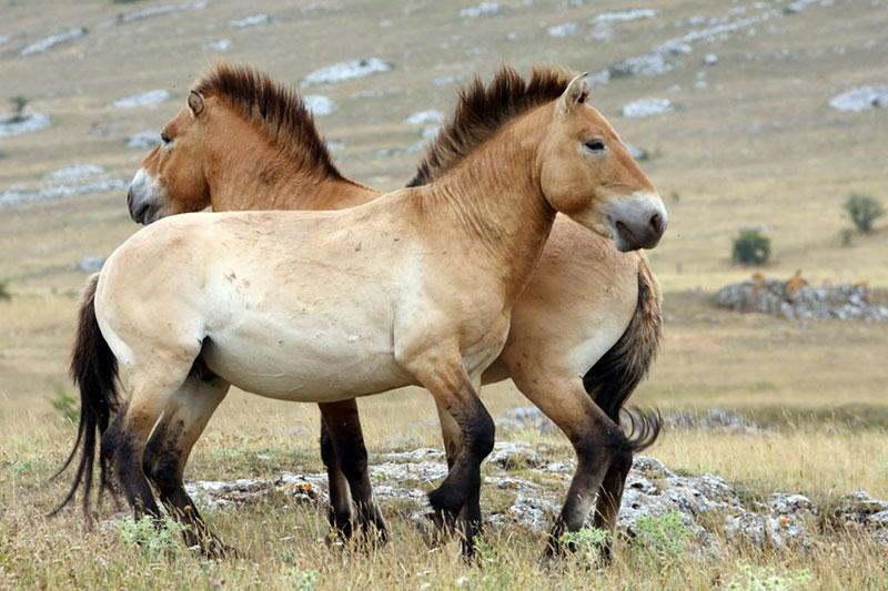 chevaux przewalski