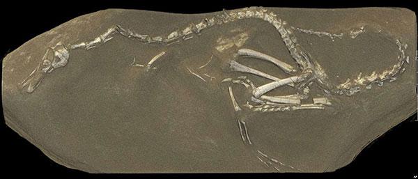 Un nouveau fossile d'un dinosaure rare retrouvé en Mongolie
