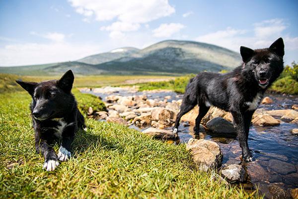 Voyager en Mongolie avec son chien