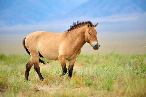 The return of Przewalski's horses in Mongolia
